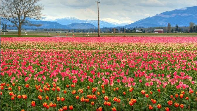 ͼSkagit Valley