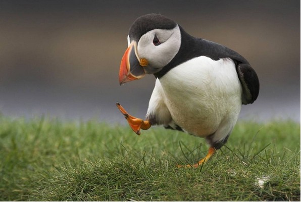 ˼ôҰ