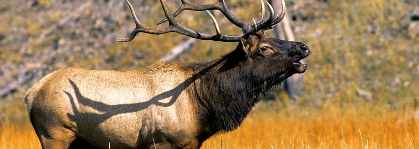 ʯҹ԰Yellowstone National Park