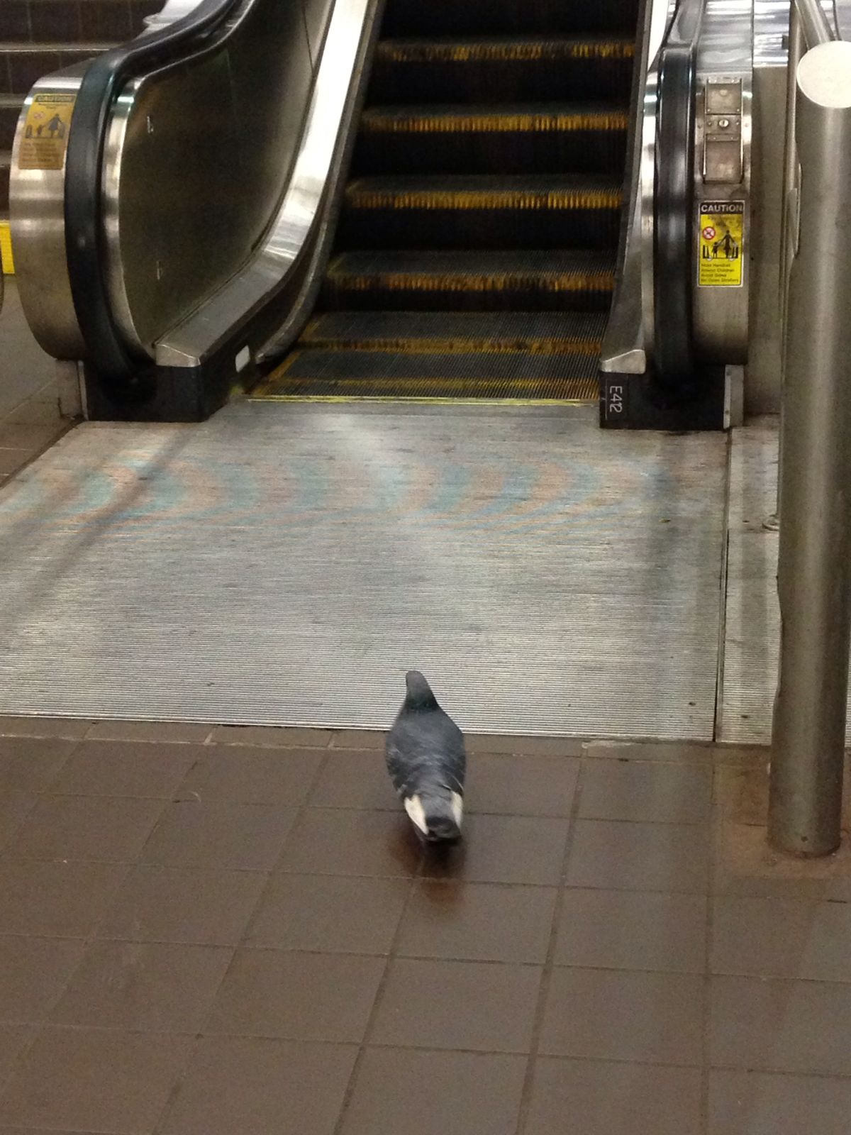 纽约市旅游新手指南