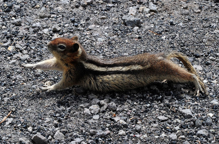 ��ʯ��԰������