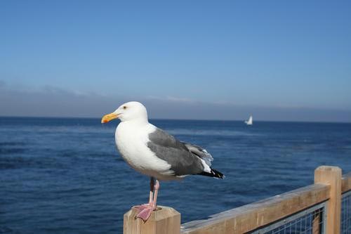 去美国西海岸旅游欣赏美国西岸国道动物世界