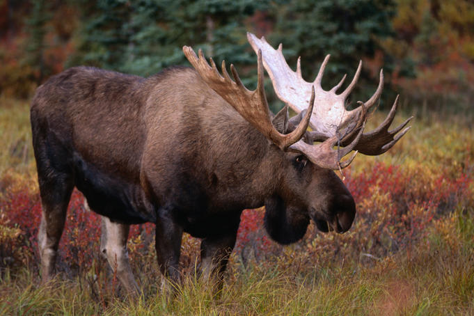 西部最后的狂野:阿拉斯加德纳利国家公园