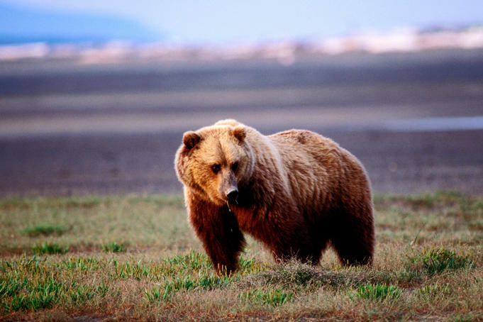 西部最后的狂野:阿拉斯加德纳利国家公园